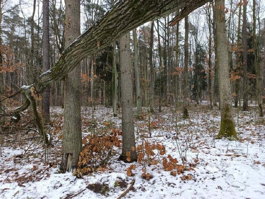 W leszczyńskich lasach może być niebezpiecznie. Nad ścieżką wiszą złamane drzewa 
