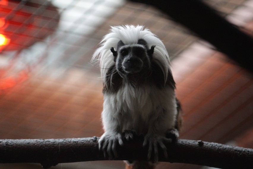 Śląski Ogród Zoologiczny zimą