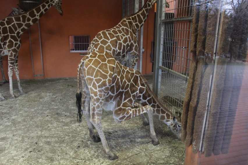 Śląski Ogród Zoologiczny zimą