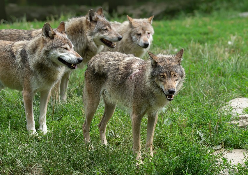 17 wilków w Górach Sowich. Co zrobić gdy spotkasz je na...