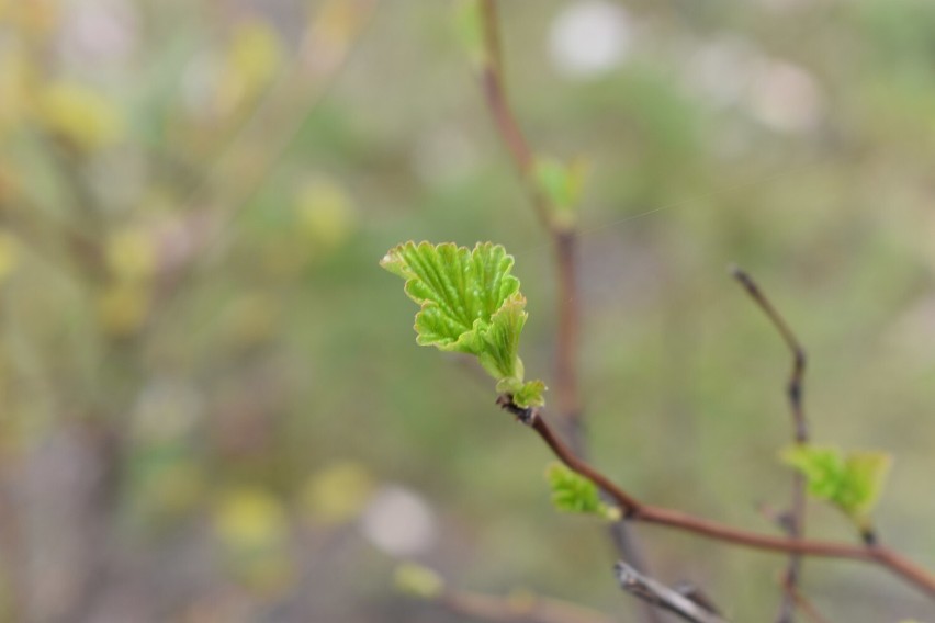 Wiosna to cudowna pora roku. Tak fotografowaliśmy wiosnę [FOTO]