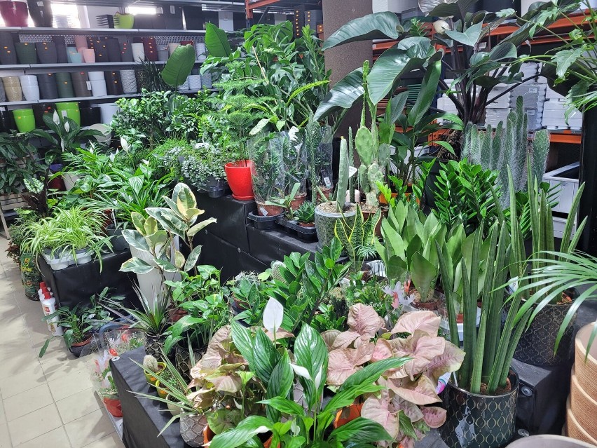 Centrum Ogrodnicze "Chotomów" pod Warszawą wyprzedaje rośliny. Rabaty nawet do 40 proc.