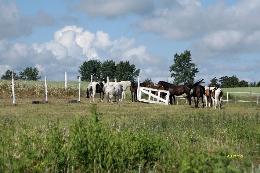 Stadnina koni.I - Okolice Władysławowa