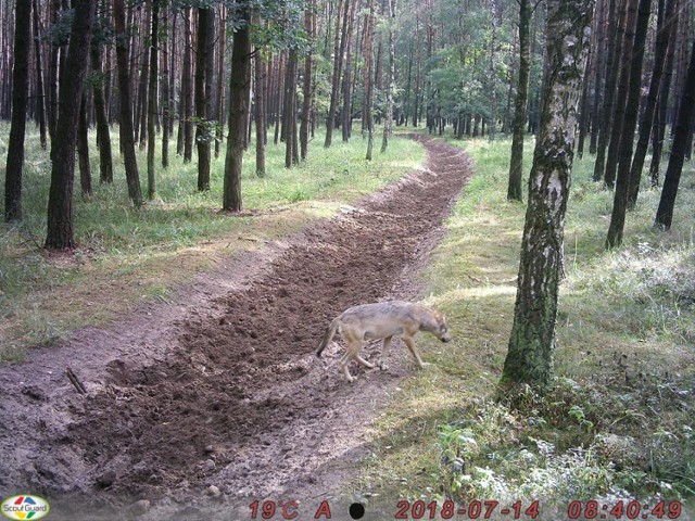 Uwaga na wilki w Nadleśnictwie Czerniejewo. Znajdują się blisko ścieżek pieszo-rowerowych!
