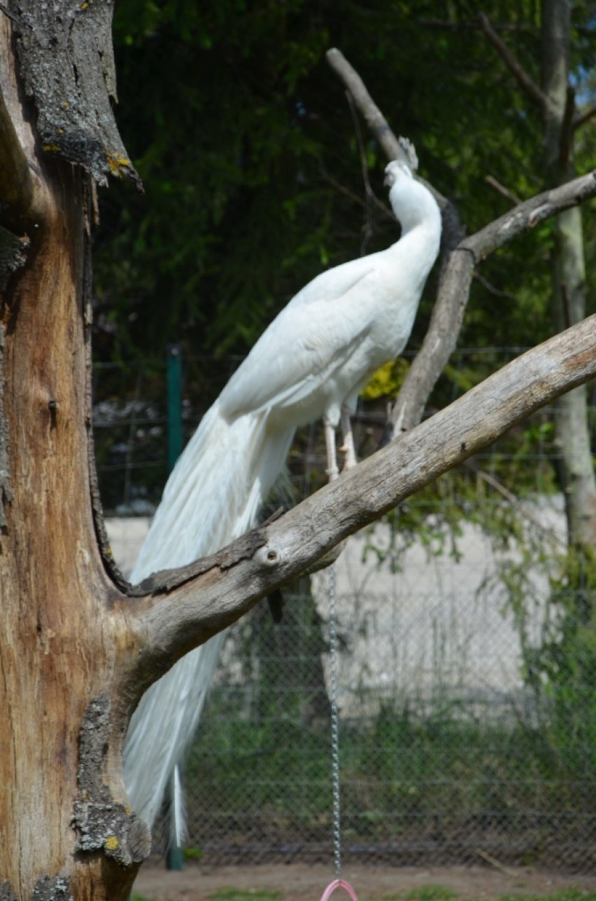 Mini - zoo, ptaszarnia, footgolf, plaża - rekreacyjnie w Jantarze. 