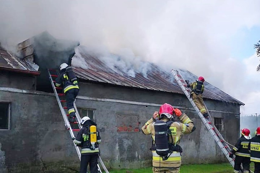 Pożar w Gilwie gasili strażacy z PSP w Kwidzynie, OSP...