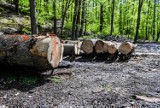 Gdańsk: Trwa wycinka przy ul. Spacerowej? Spacerowicze zaniepokojeni. W ostatnim czasie usuwane były obumarłe drzewa – wyjaśniają leśniczy