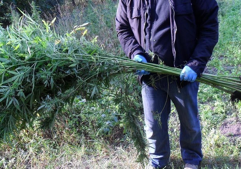 KPP Kwidzyn: 29-latek miał w domu prawie 0,5 kg marihuany