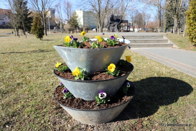 Pierwsze kwiaty rozkwitły już w Parku imienia Adama Bienia