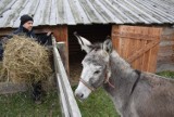 Tarnowska żywa szopka powstaje w ogrodach przy klasztorze ojców Bernardynów [ZDJĘCIA]