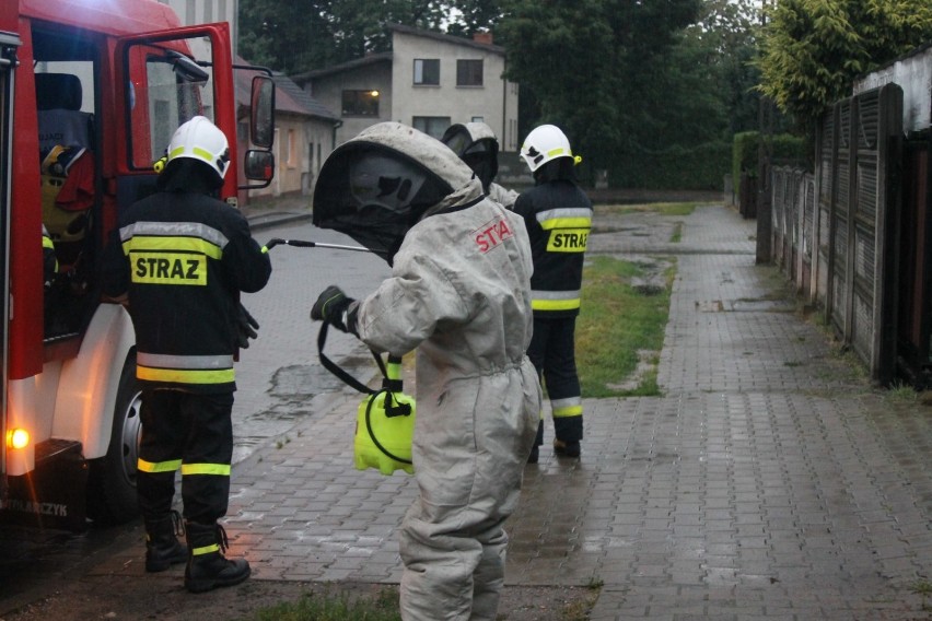 Strażacy znów interweniowali. Tym razem dwukrotnie wzywano ich do owadów błonkoskrzydłych [ZDJĘCIA]           