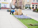 Rynek w Wodzisławiu Śląskim pełen kolorowych kwiatów [ZDJĘCIA]