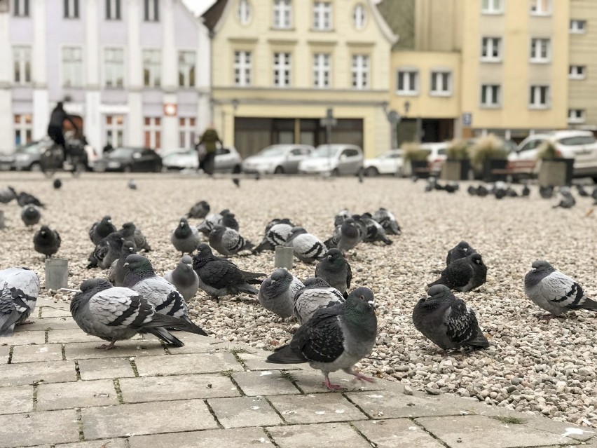 Zabite gołębie na Starym Rynku w Słupsku? Co się stało z ptakami?