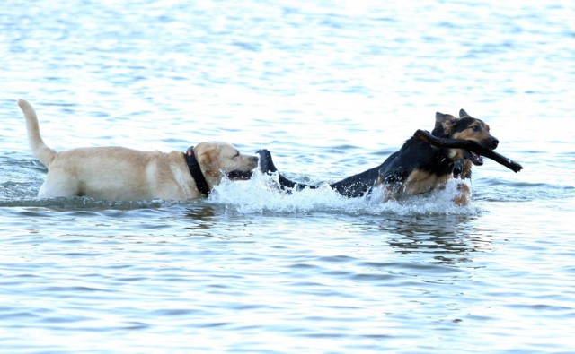 W Gdyni są specjalne miejsca, gdzie można wprowadzać psy na plażę