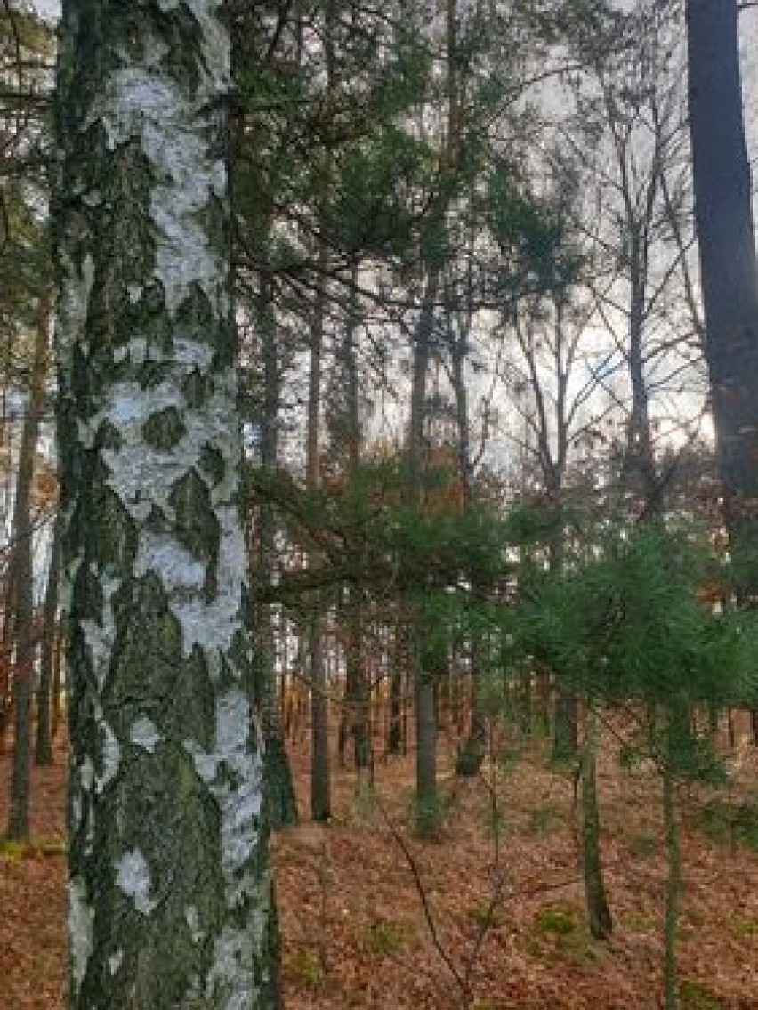 Tak wygląda jesień Kościerzynie i okolicach [ZDJĘCIA]