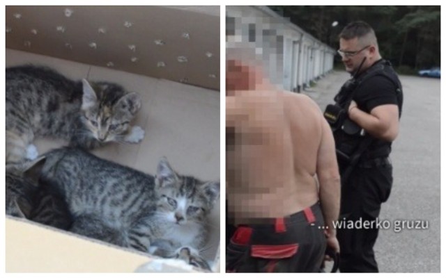 Mężczyzna wyrzucił gruz do lasu we Włocławku. Ktoś zamknął małe koty w pudle i porzucił na ulicy Kruszyńskiej