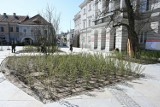 Rynek i centrum Kielc zmieniają się nie do poznania. Tak zielona rewitalizacja zmieniła miasto