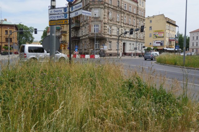 Zza bujnej trawy prawie nie widać samochodu