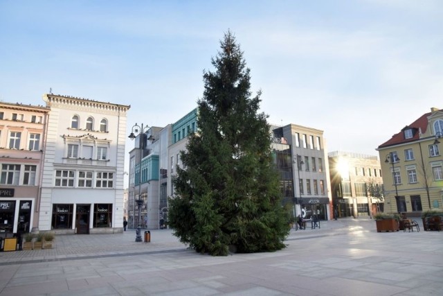 Choinka świąteczna już stoi na Starym Rynku. Lampki bożonarodzeniowe zaświecą się 6 grudnia.
