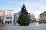 Bożonarodzeniowa choinka stanęła na Starym Rynku w Bydgoszczy! [zdjęcia]