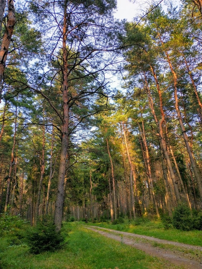 Las między Bukownem a Olkuszem