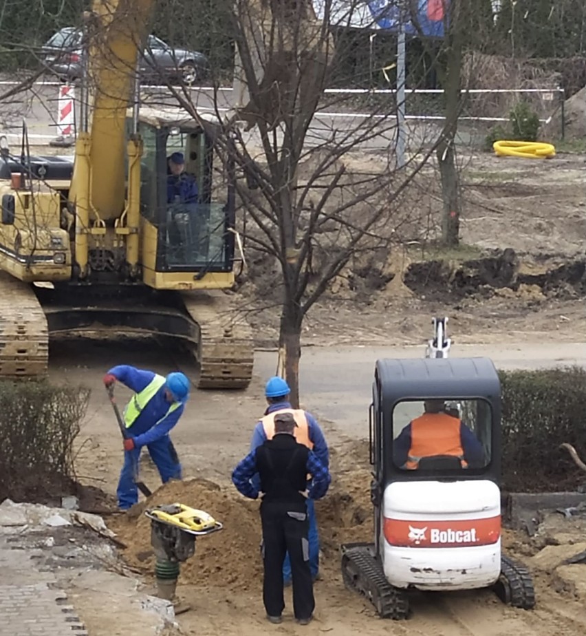 Leszno. Wyrwanie drzewa na Fabrycznej nielegalne?  - po naszej publikacji sprawą zajmie się policja [ZDJĘCIA]