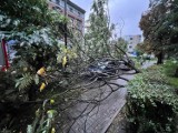 Oto skutki nocnej nawałnicy w Gliwicach! - ZDJĘCIA. Połamane drzewa, przygniecione samochody, zablokowane drogi....