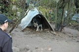 Interwencja OTOZ Animals w gminie Szemud - odebrano dwa wychudzone konie, trzy psy i koty