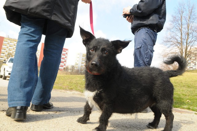 W Lublinie mogą powstać wybiegi dla psów