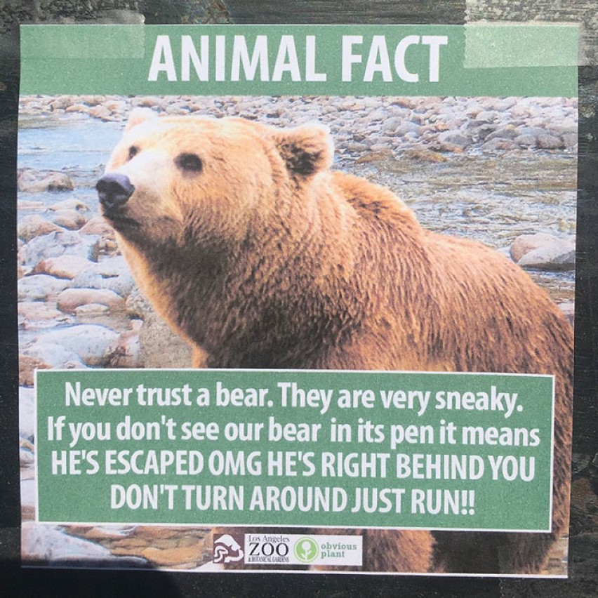 Nigdy nie ufaj niedźwiedziowi. Są bardzo podstępne. Jeśli...