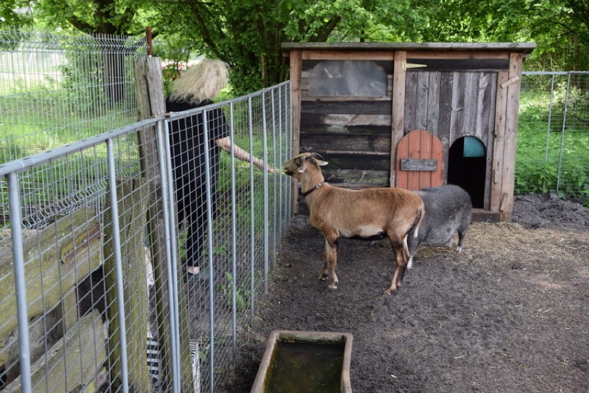 Jaromierz. Parapetówka u świnek-uciekinierek z Chojnic