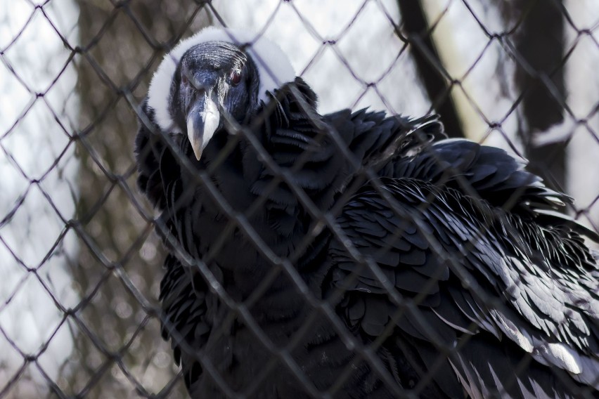 ZOO w Warszawie. Tak wygląda stołeczne safari. Niesamowite zdjęcia mieszkańców warszawskiego ZOO