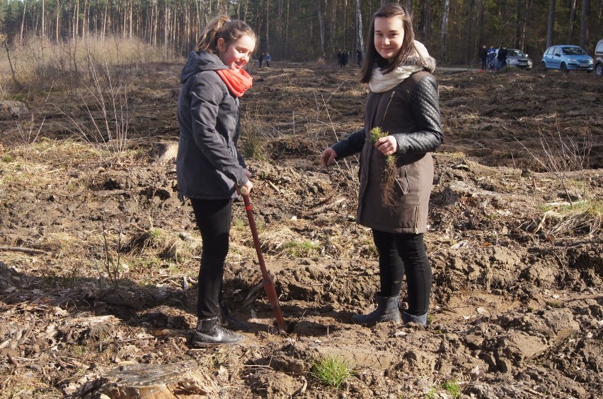 Uczniowie Gimnazjum nr 3 w Wieluniu posadzili drzewka w lesie w Raduckim Folwarku