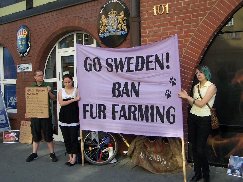 Walczą o prawa zwierząt futerkowych przed Konsulatem Honorowym Szwecji w Gdańsku