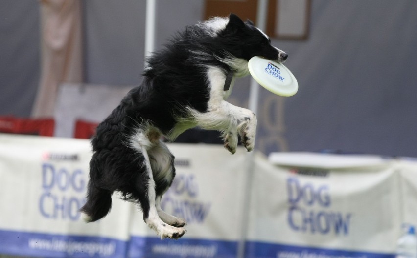 Dog Chow Disc Cup 2014. Zmagania psów będzie można oglądać...