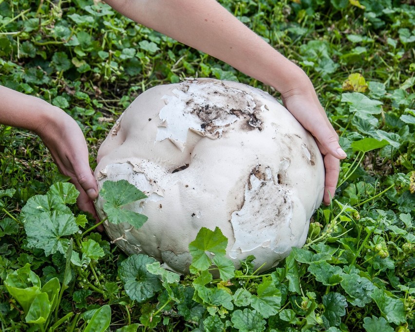 Największe grzyby świata. Potrafią być cięższe od człowieka! Te okazy biją rekordy. Gdzie rosną? Zdjęcia czytelników