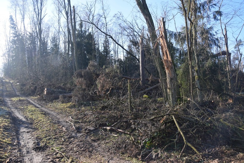 Pół roku po nawałnicy w Leśnictwie Jurkowo [FOTO]