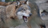 Gdzie spotkasz wilki w województwie łódzkim? Wilków w lasach regionu łódzkiego nie trzeba się bać mówią przyrodnicy 24.04.2022