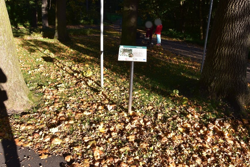 Park w dzielnicy Rusinowa w barwach jesieni.