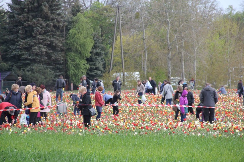 Marian Woronin - nowy tulipan w chrzypskiej kolekcji kwiatów...