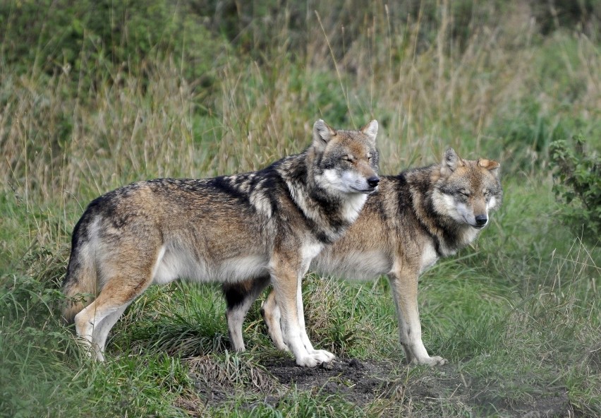 W całej Polsce żyją 2 tysiące wilków. Jako zagrożone...