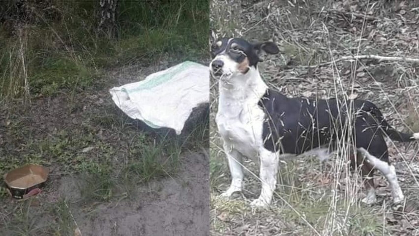 Pies zawiązany w worku został znaleziony w okolicy Rojewa. Milusiński otrzymał już nowe imię