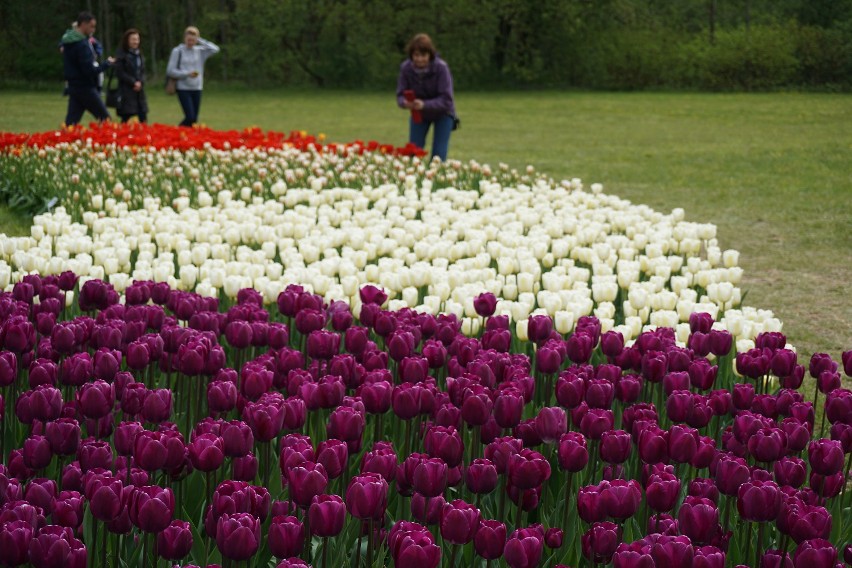 70 tys. tulipanów kwitnie w Ogrodzie Botanicznym w Łodzi