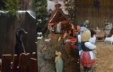 Boże Narodzenie: Piękne figurki, ozdoby, a nawet... żywe zwierzęta - tak wyglądają szopki bożonarodzeniowe w Kartuskiem | FOTO