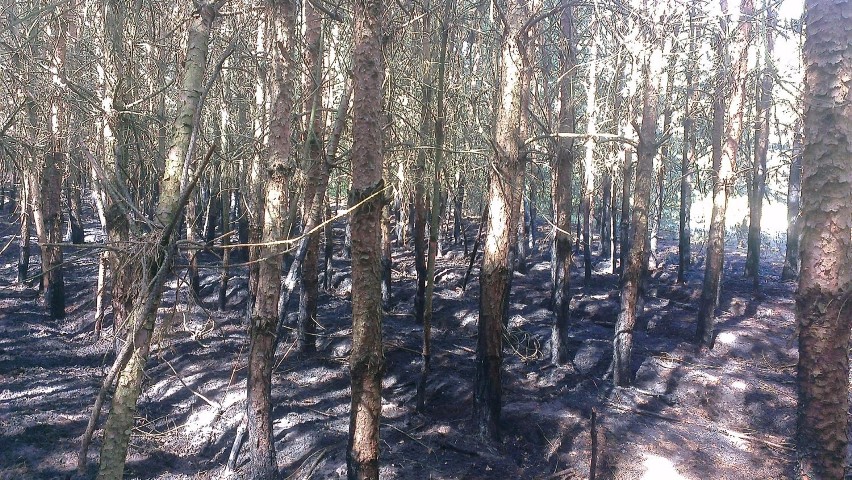 Pożar lasu w Polkowie