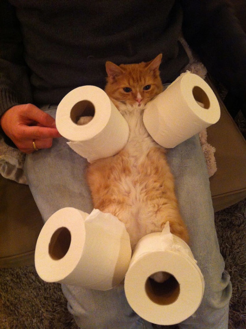 Zwierzęta naprawdę lubią papier toaletowy! I trudno się im...