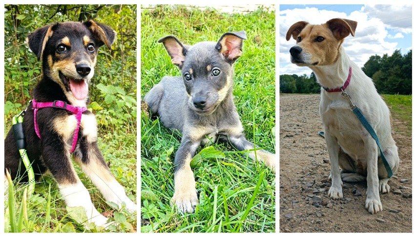 Psy do adopcji w schronisku CYWIL w Rybowie. Te czworonogi czekają na kochający dom 