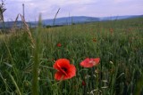 Gorlice, ul. Łąkowa. Dywan z maków w promieniach zachodzącego słońca [ZDJĘCIA]