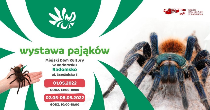Wystawa pająków w Radomsku. Żywe pająki i skorpiony będzie można oglądać w MDK