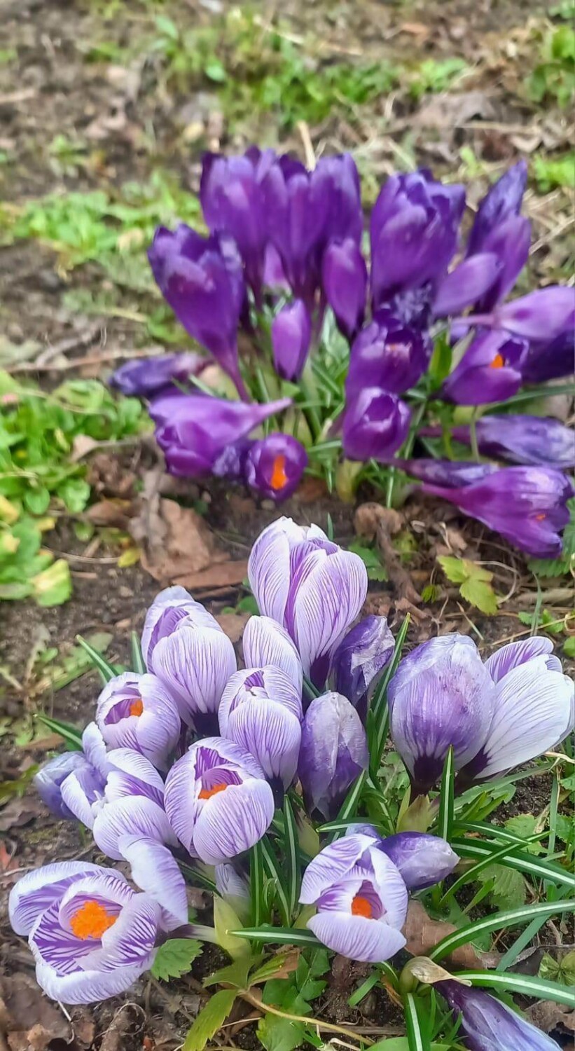 W ogrodach naszych Czytelników czuć już wiosnę